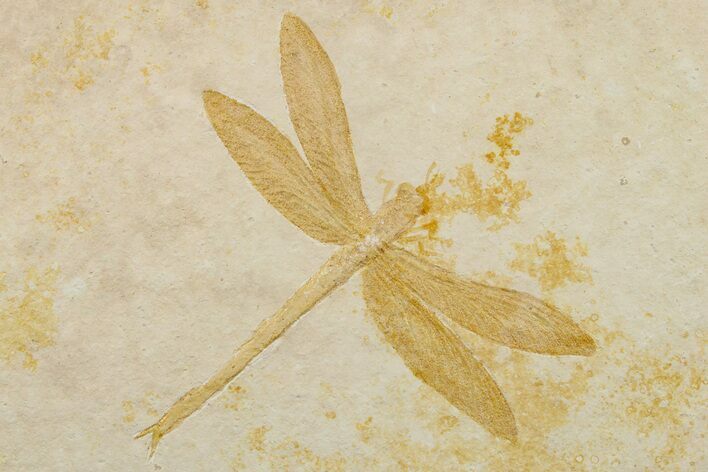 Fossil Dragonfly (Tharsophlebia) - Solnhofen Limestone #263471